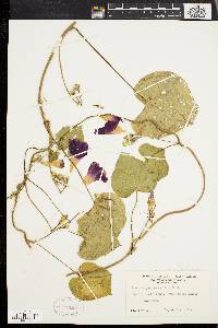 Ipomoea purpurea image