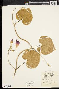 Ipomoea purpurea image