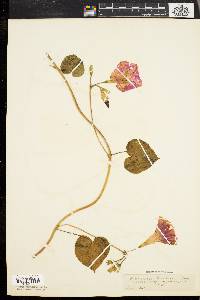 Ipomoea purpurea image