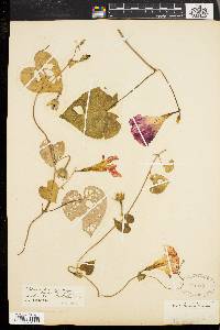 Ipomoea purpurea image