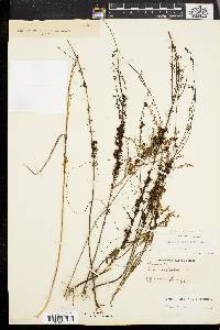 Cuscuta coryli image