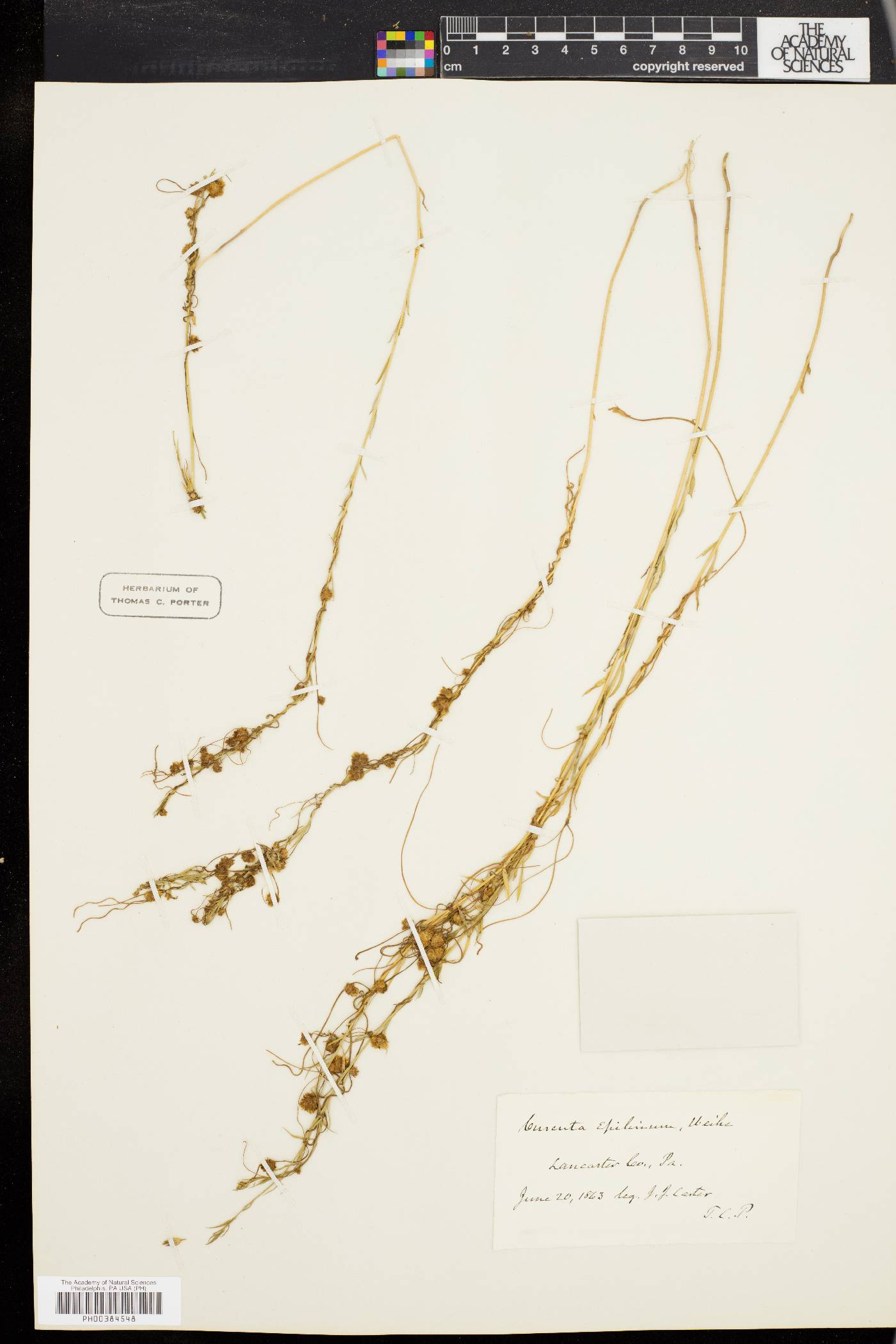 Cuscuta epilinum image