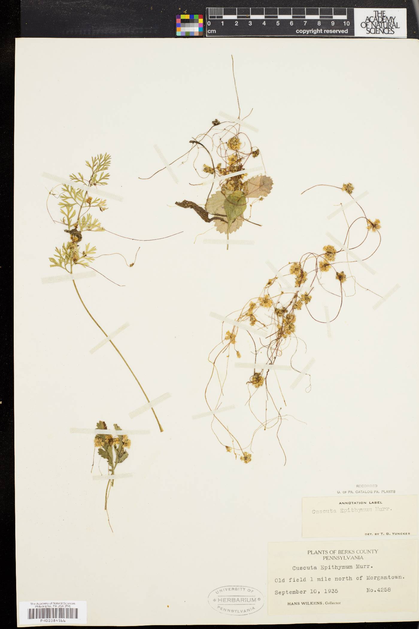 Cuscuta epithymum image