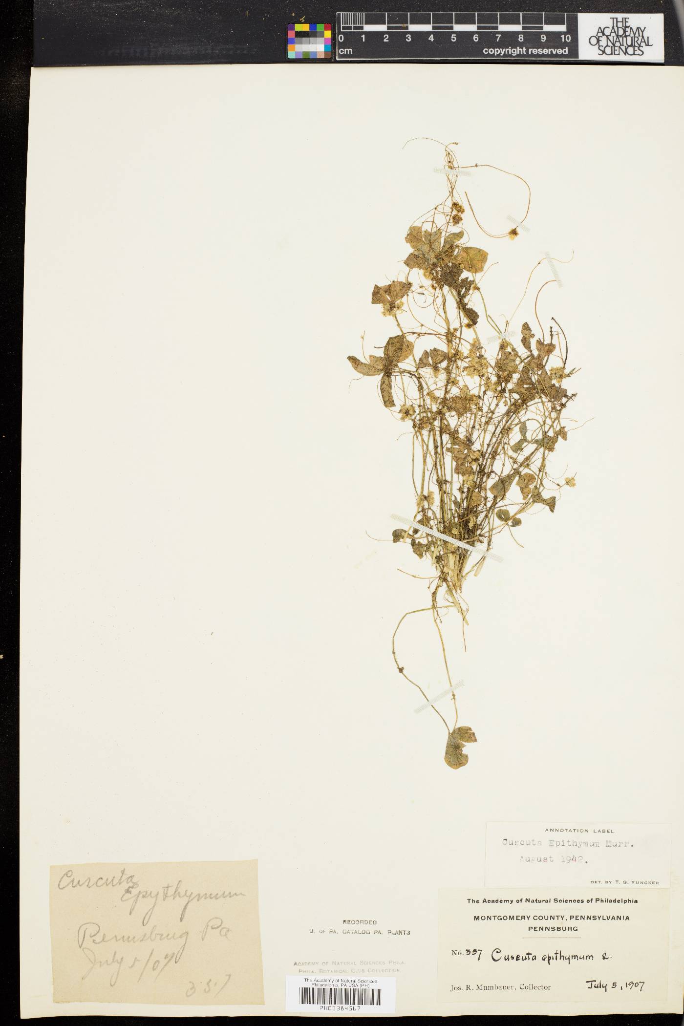 Cuscuta epithymum image