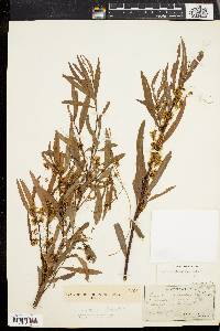 Cuscuta gronovii image