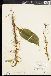 Cuscuta gronovii image