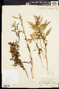 Cuscuta gronovii image