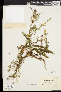 Cuscuta gronovii image