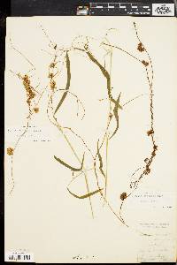 Cuscuta gronovii image