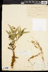 Cuscuta gronovii image