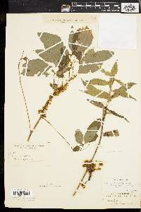 Cuscuta gronovii image