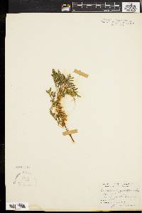 Cuscuta polygonorum image