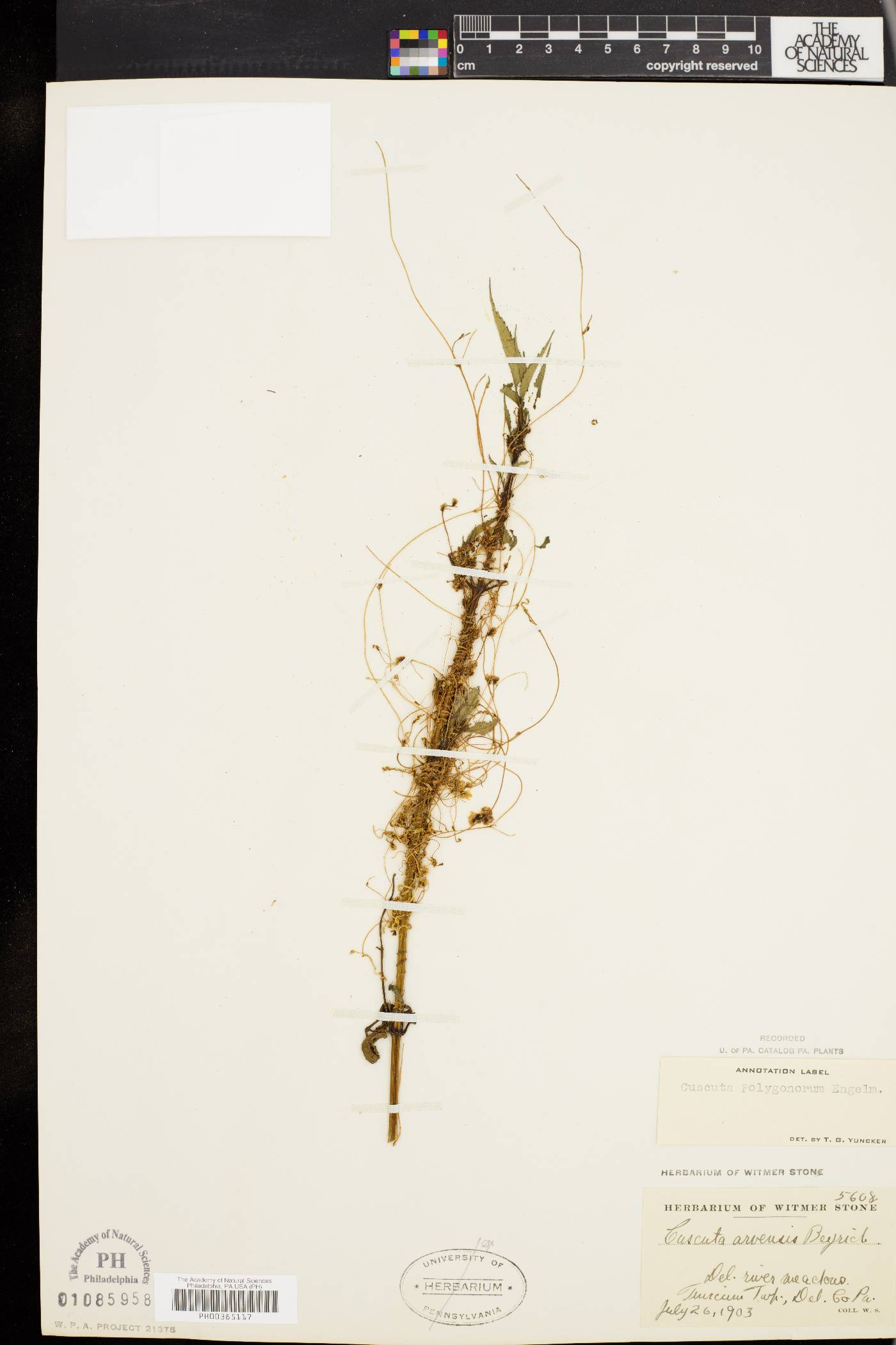 Cuscuta polygonorum image