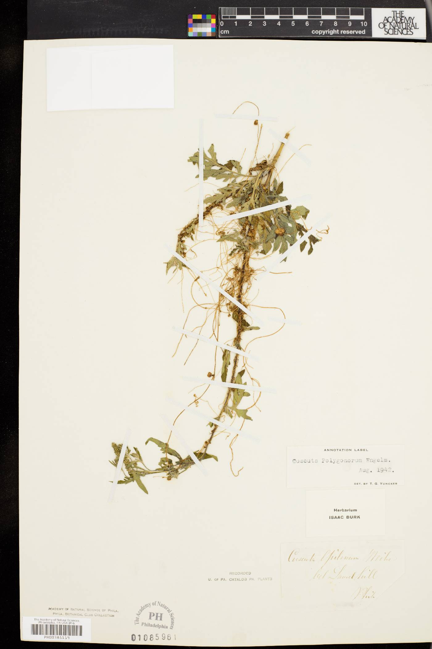 Cuscuta polygonorum image