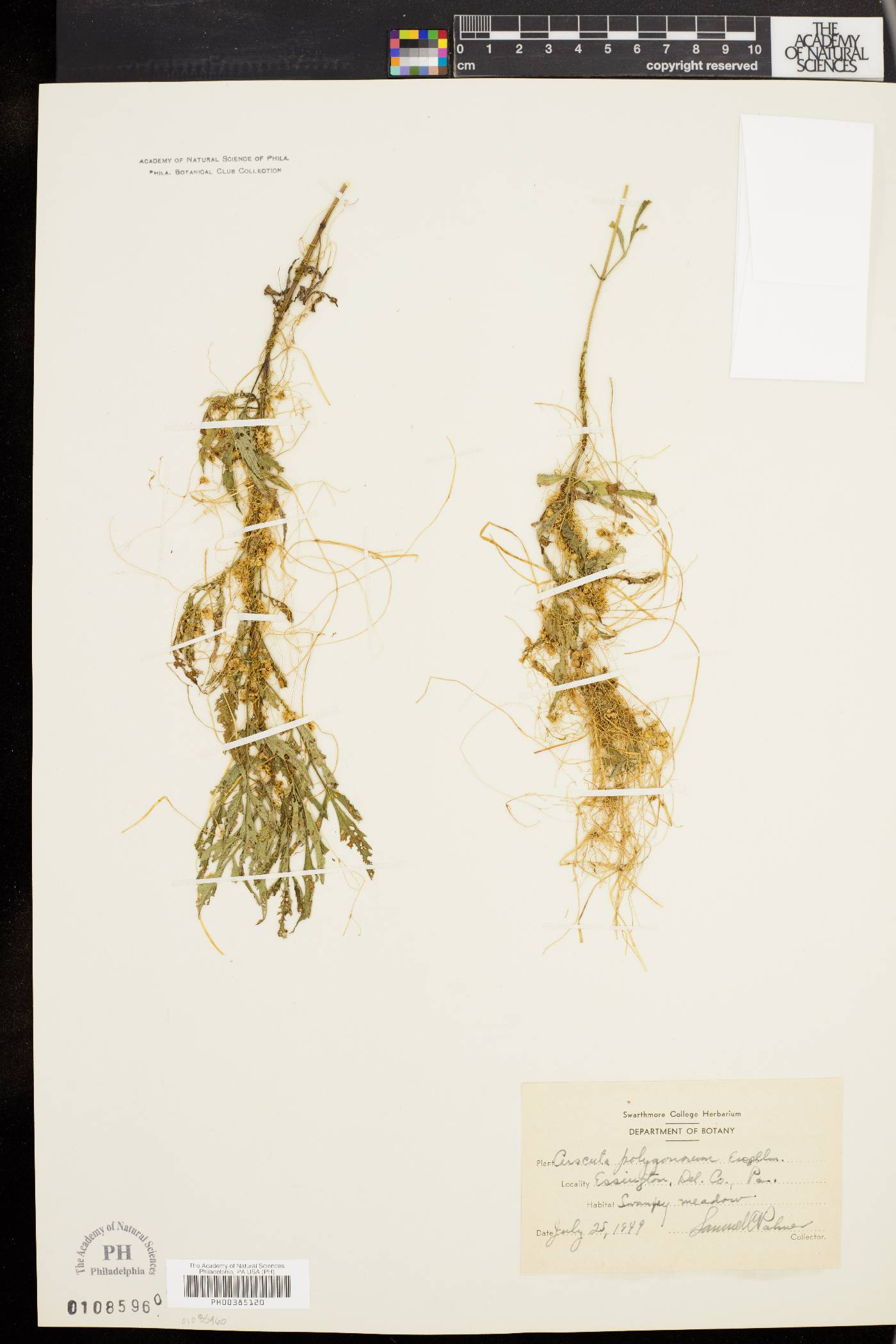 Cuscuta polygonorum image