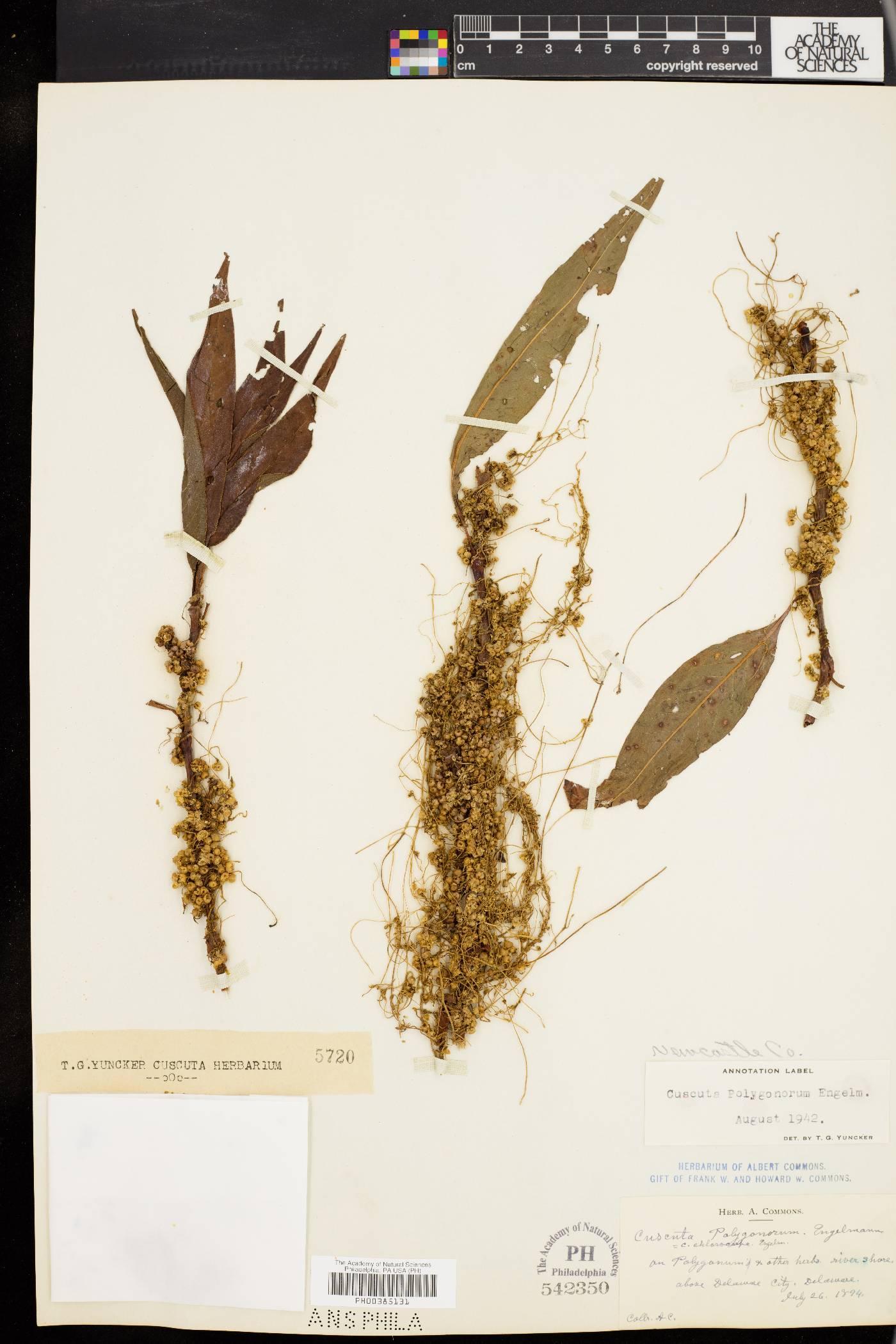 Cuscuta polygonorum image