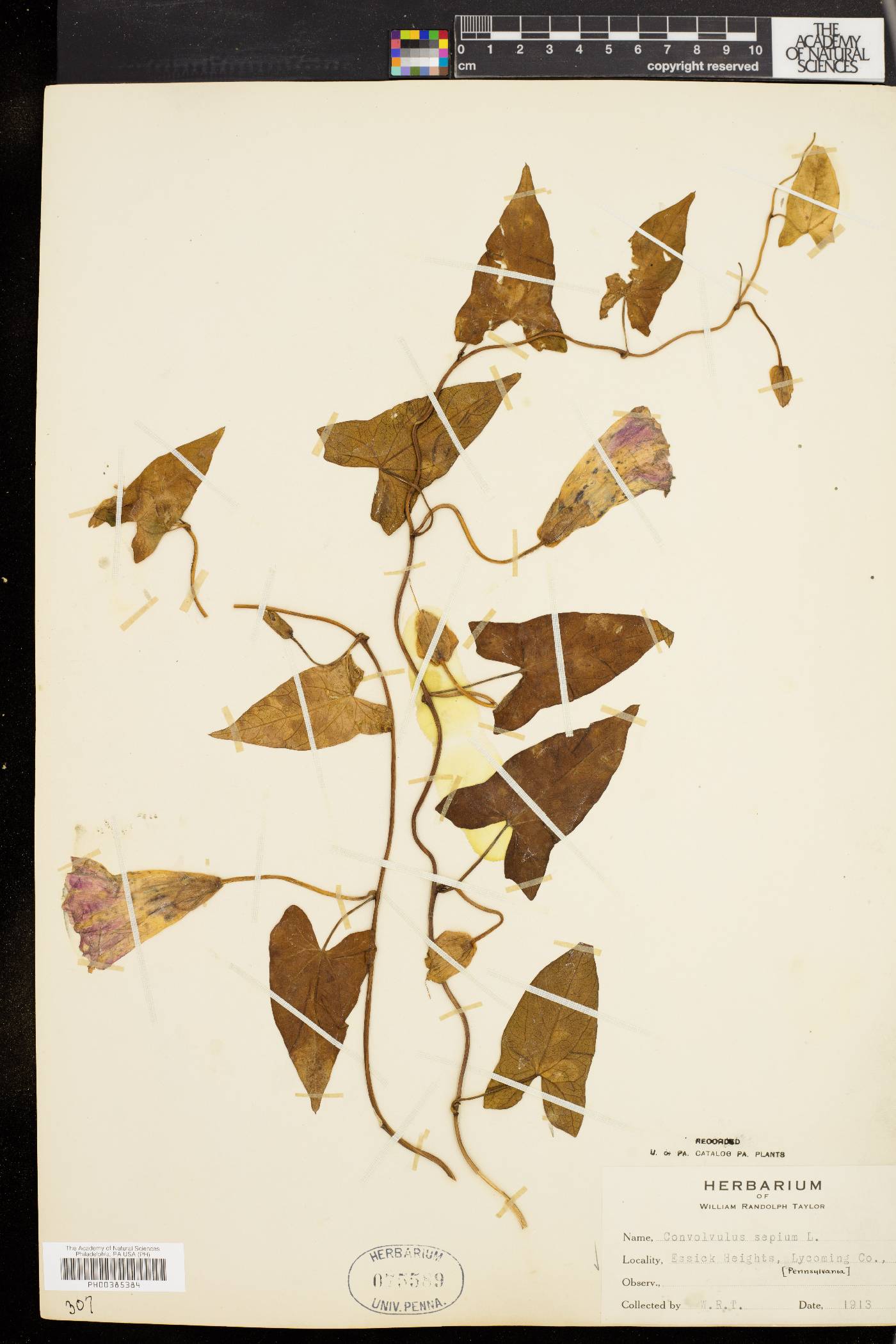 Calystegia sepium subsp. sepium image