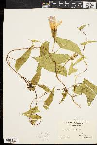 Calystegia sepium subsp. sepium image