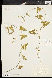 Calystegia sepium subsp. sepium image