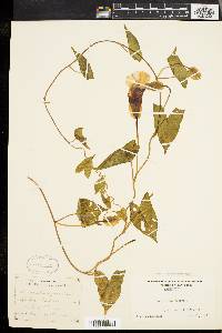 Calystegia sepium subsp. sepium image