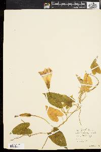 Calystegia sepium subsp. sepium image