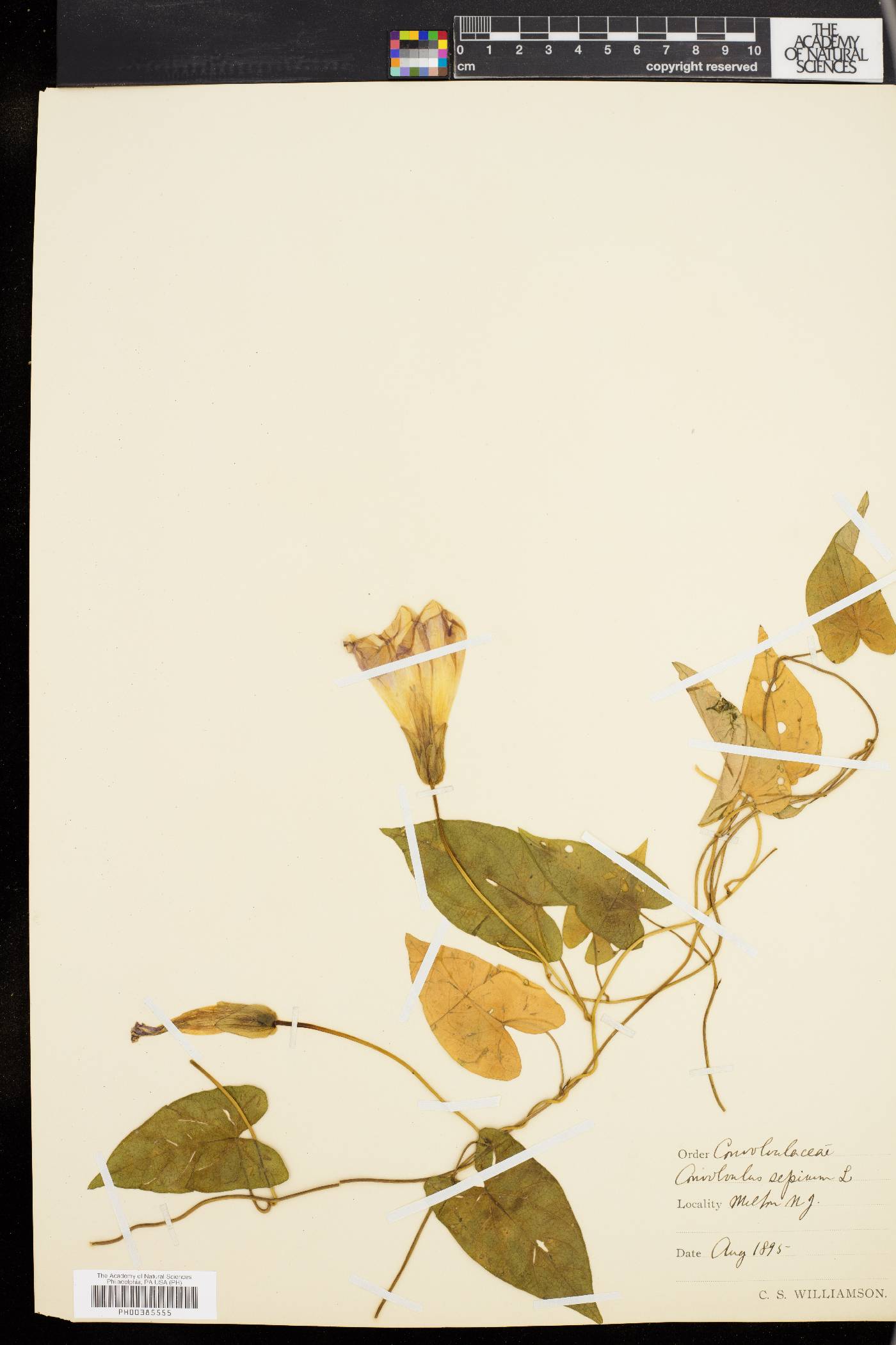 Calystegia sepium subsp. sepium image