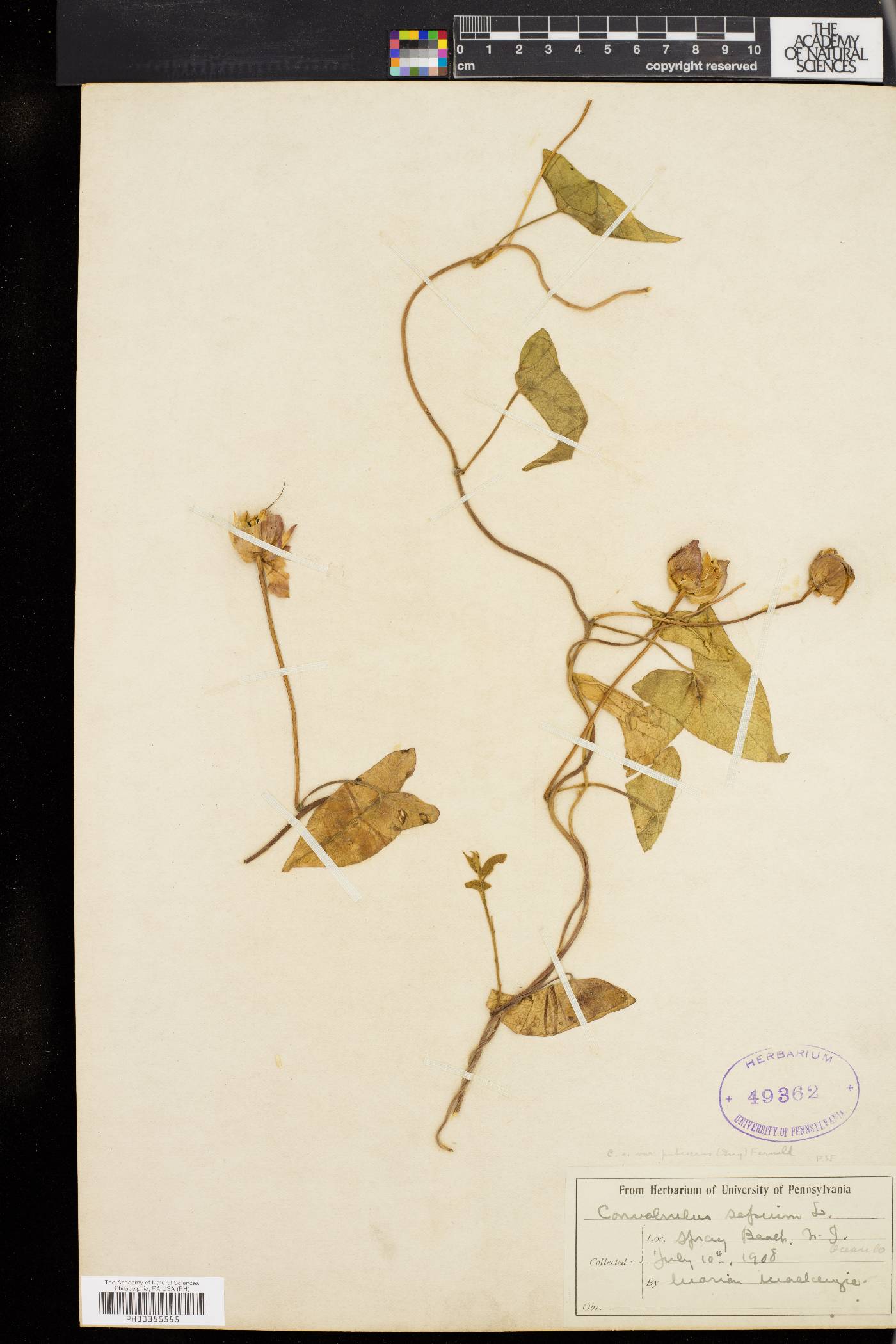 Calystegia sepium subsp. sepium image