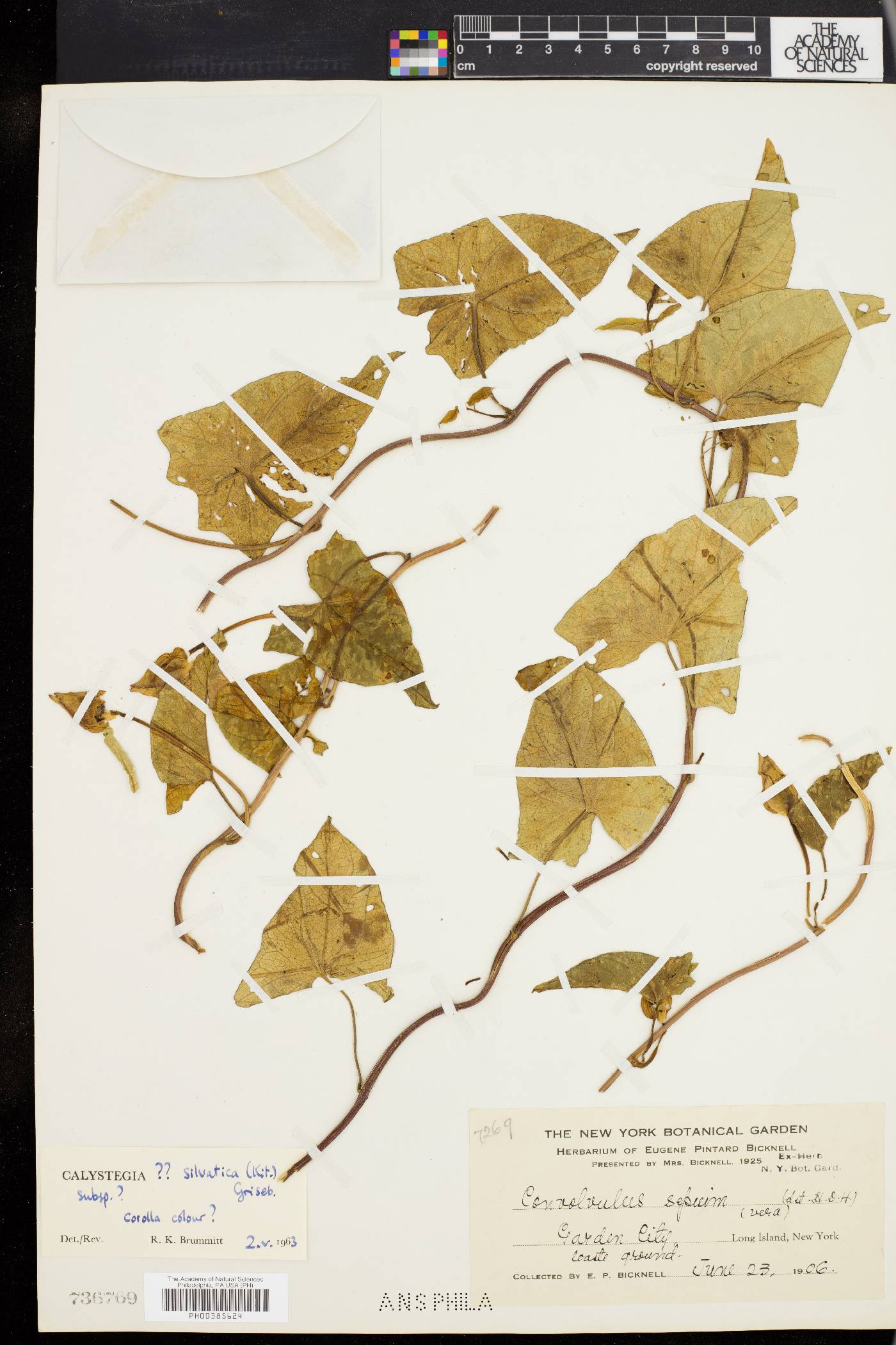 Convolvulus silvaticus image