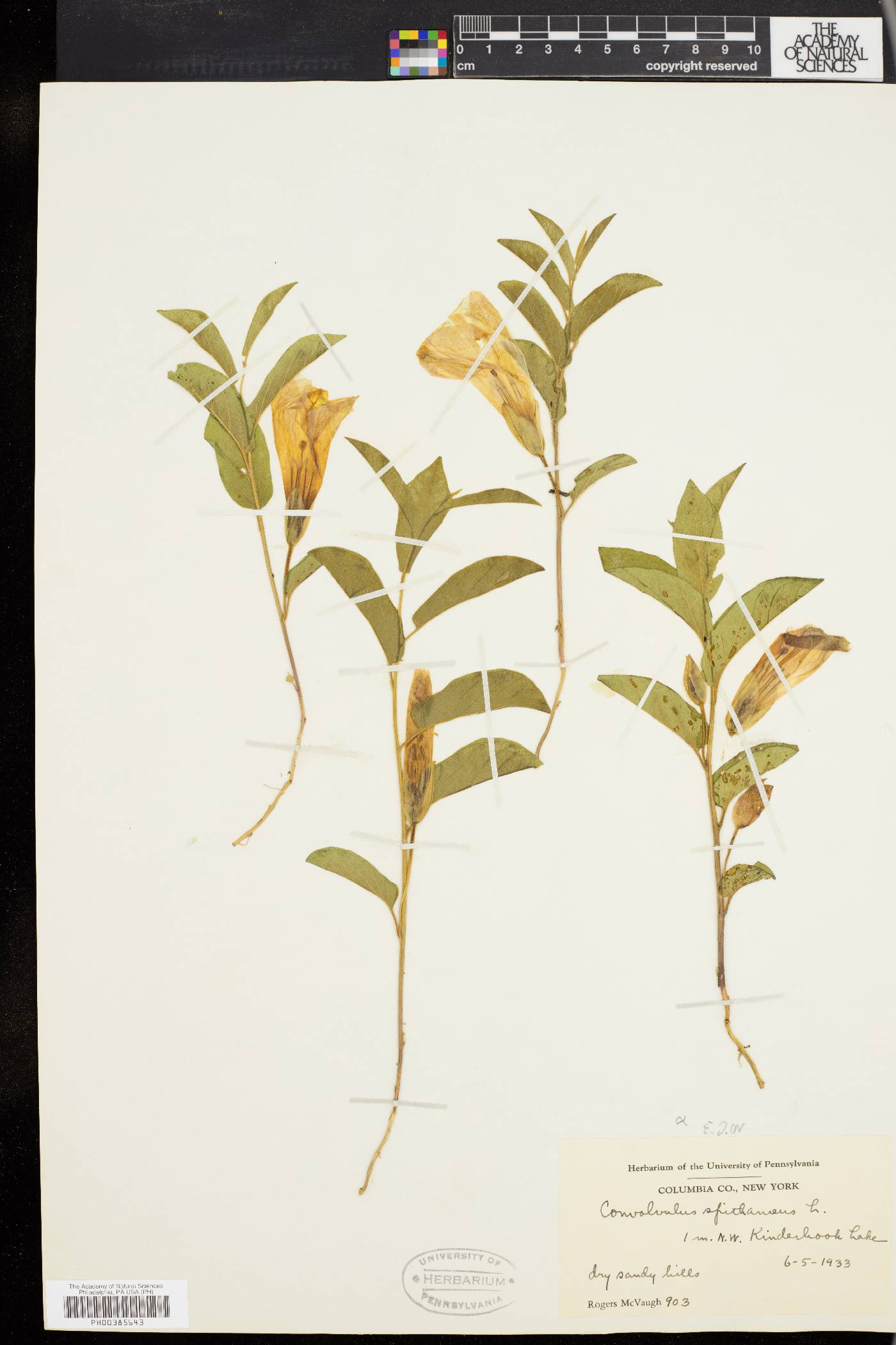 Convolvulus spithamaeus image