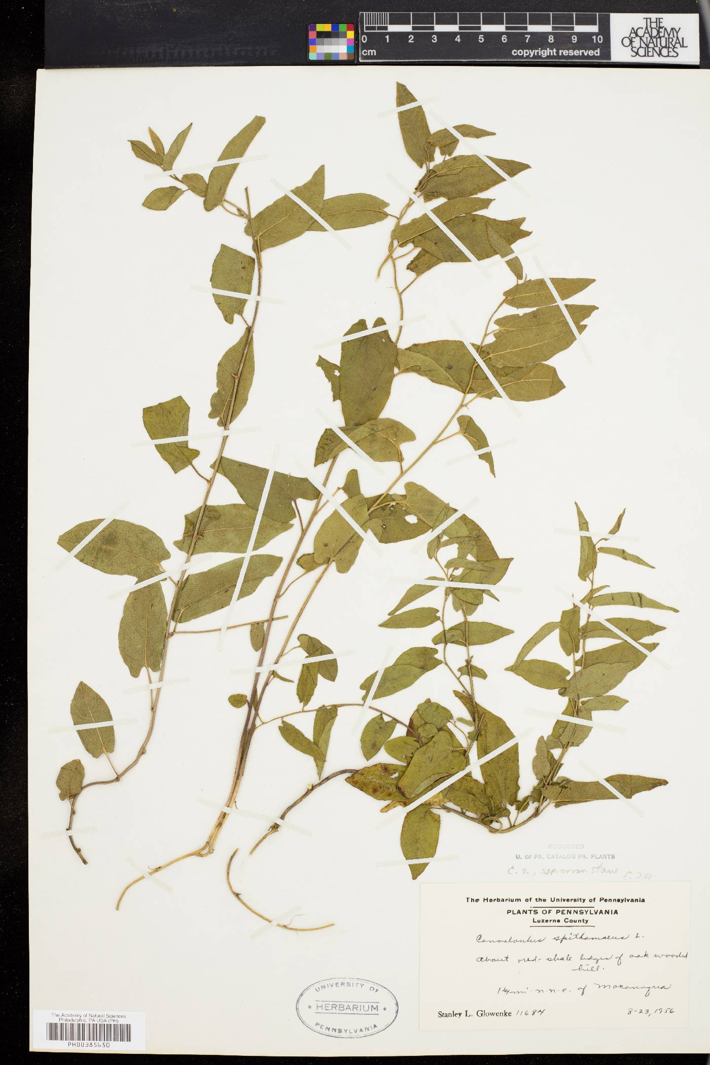Convolvulus spithamaeus subsp. stans image
