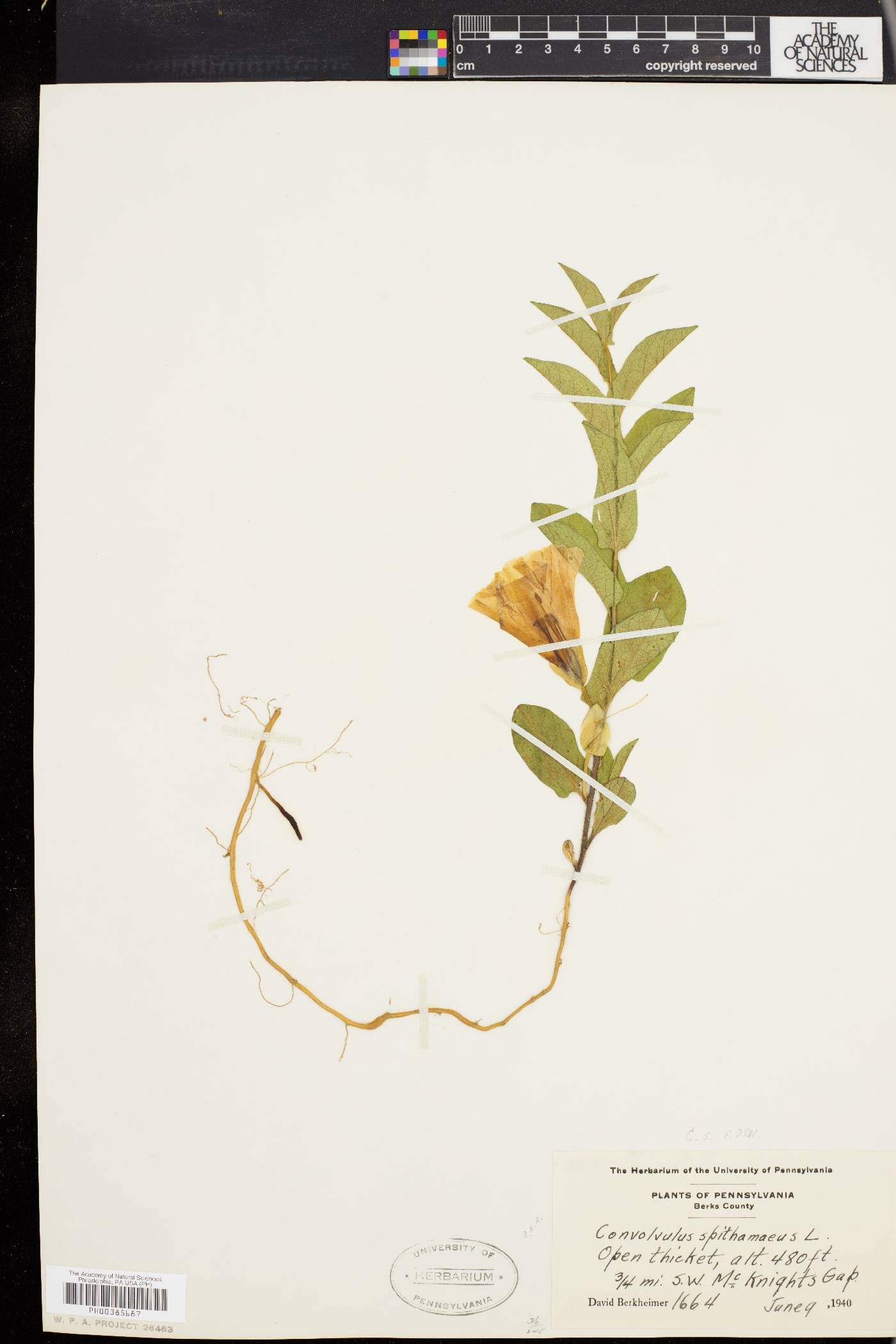 Convolvulus spithamaeus image