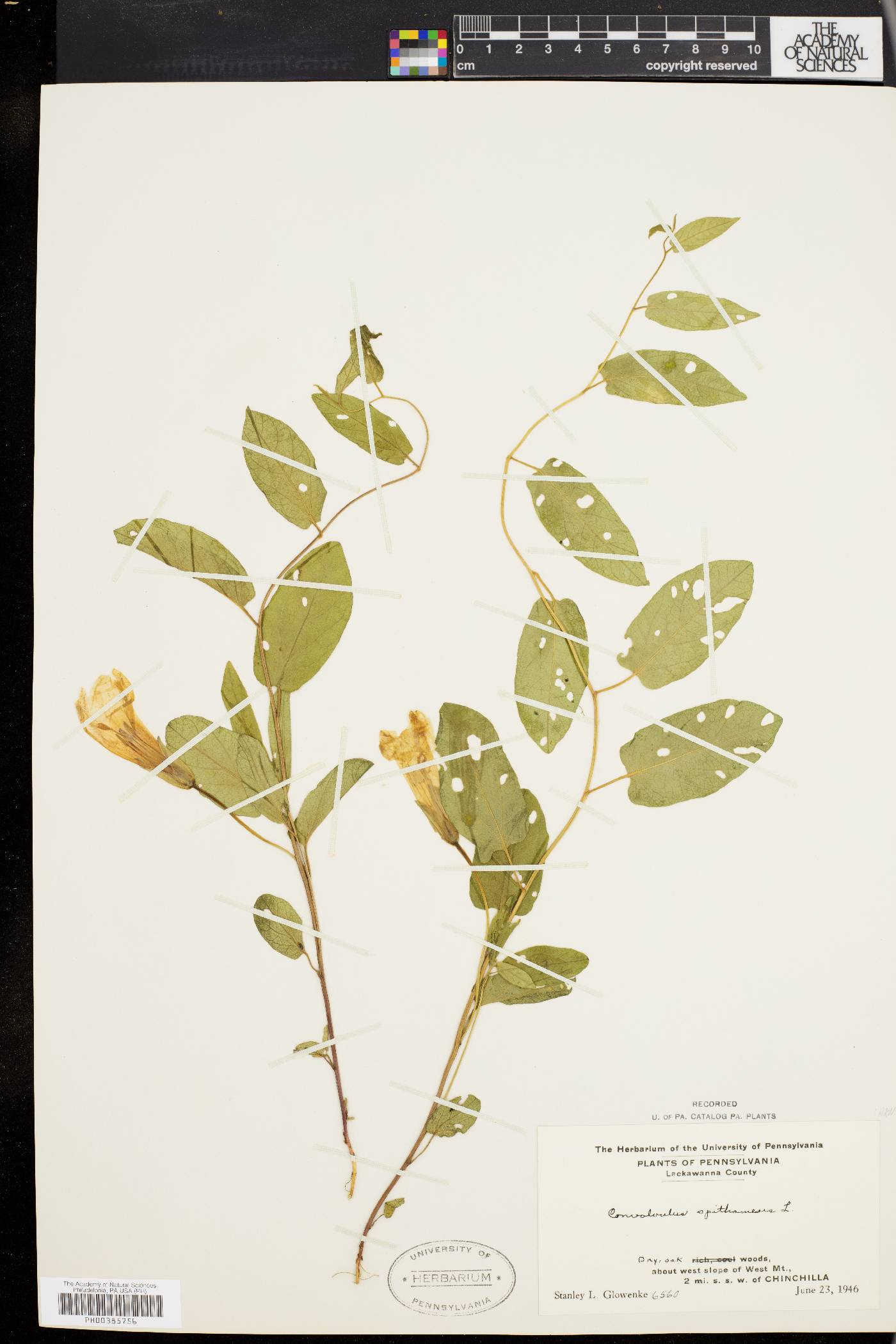 Convolvulus spithamaeus image