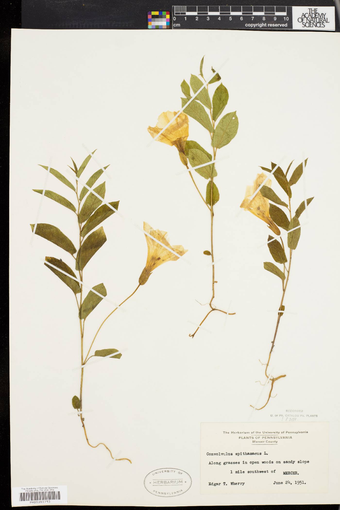 Convolvulus spithamaeus image