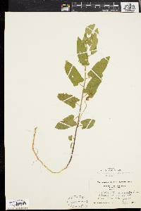 Convolvulus spithamaeus image