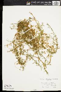 Cuscuta campestris image