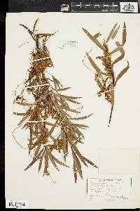 Cuscuta cephalanthi image