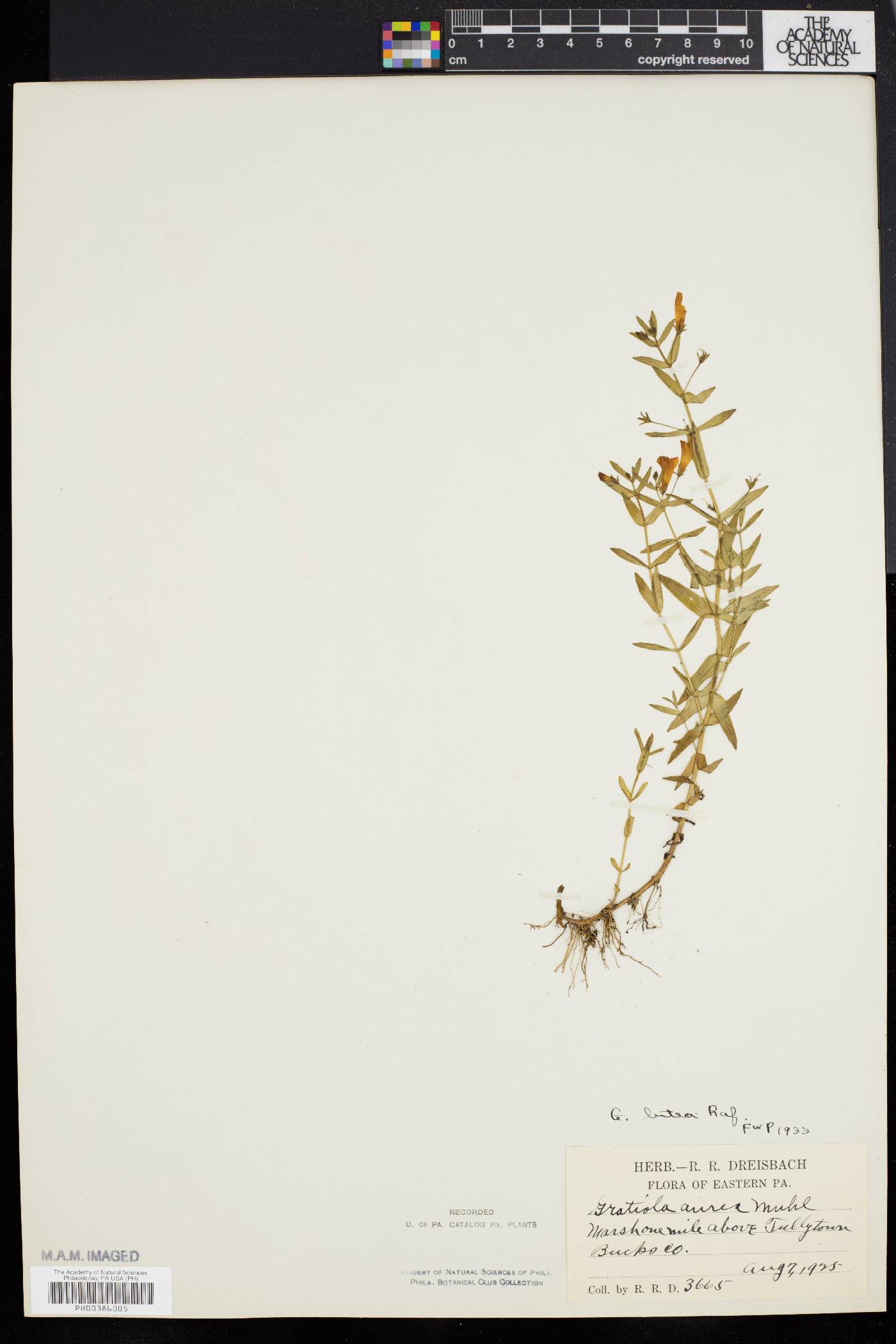 Gratiola lutea image