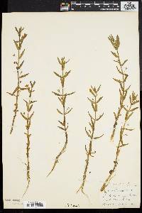 Gratiola lutea image