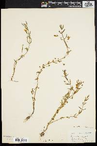 Gratiola lutea image