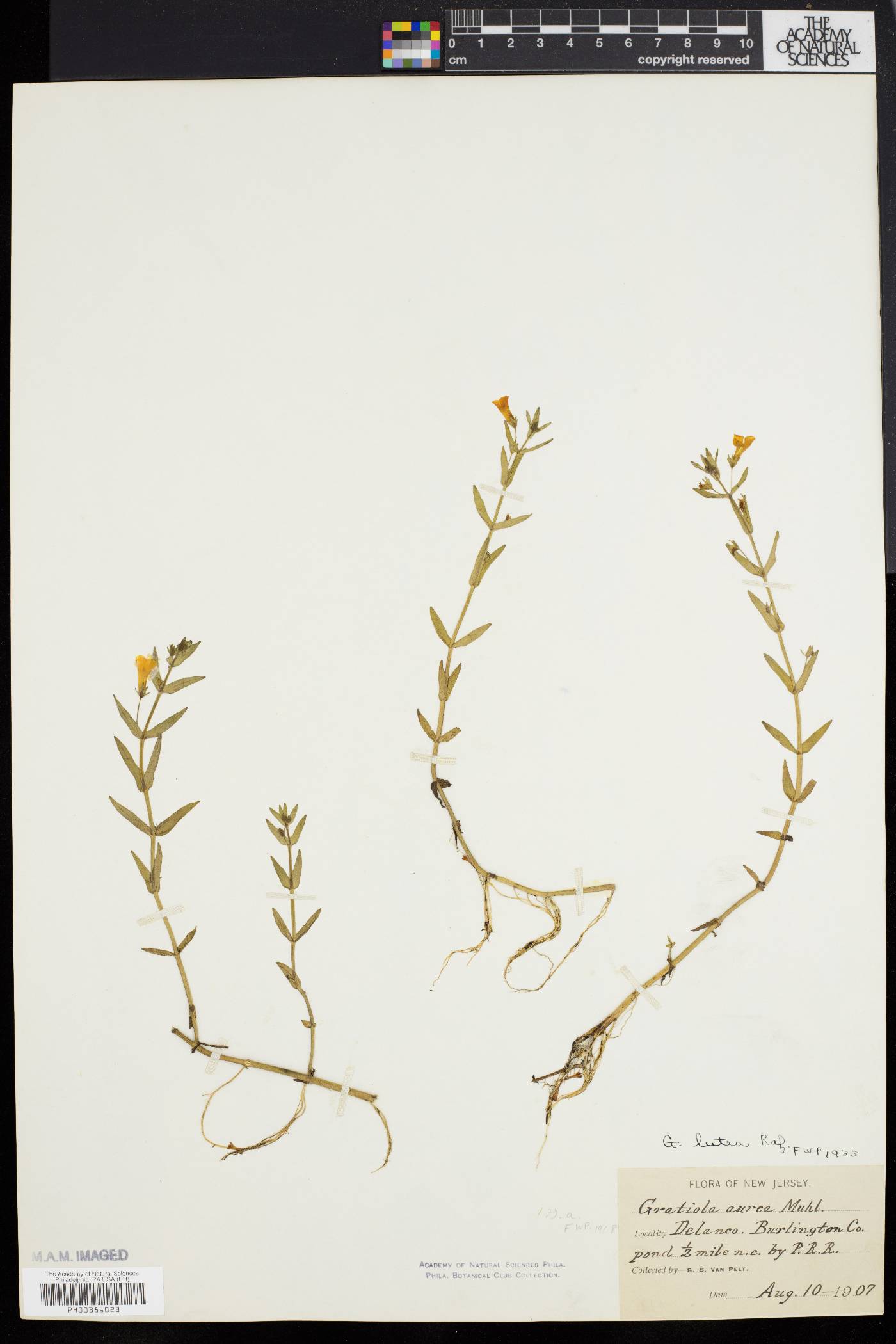 Gratiola lutea image