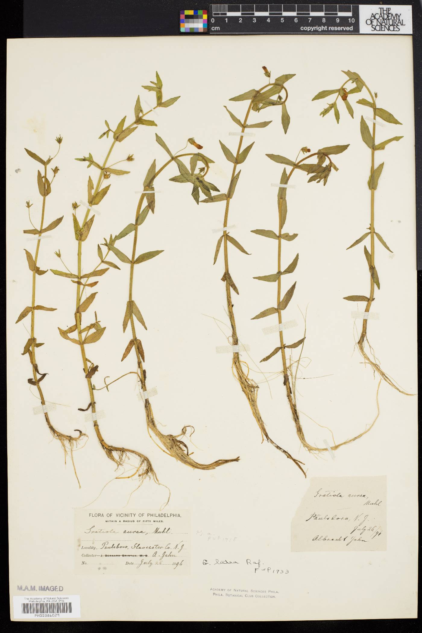 Gratiola lutea image