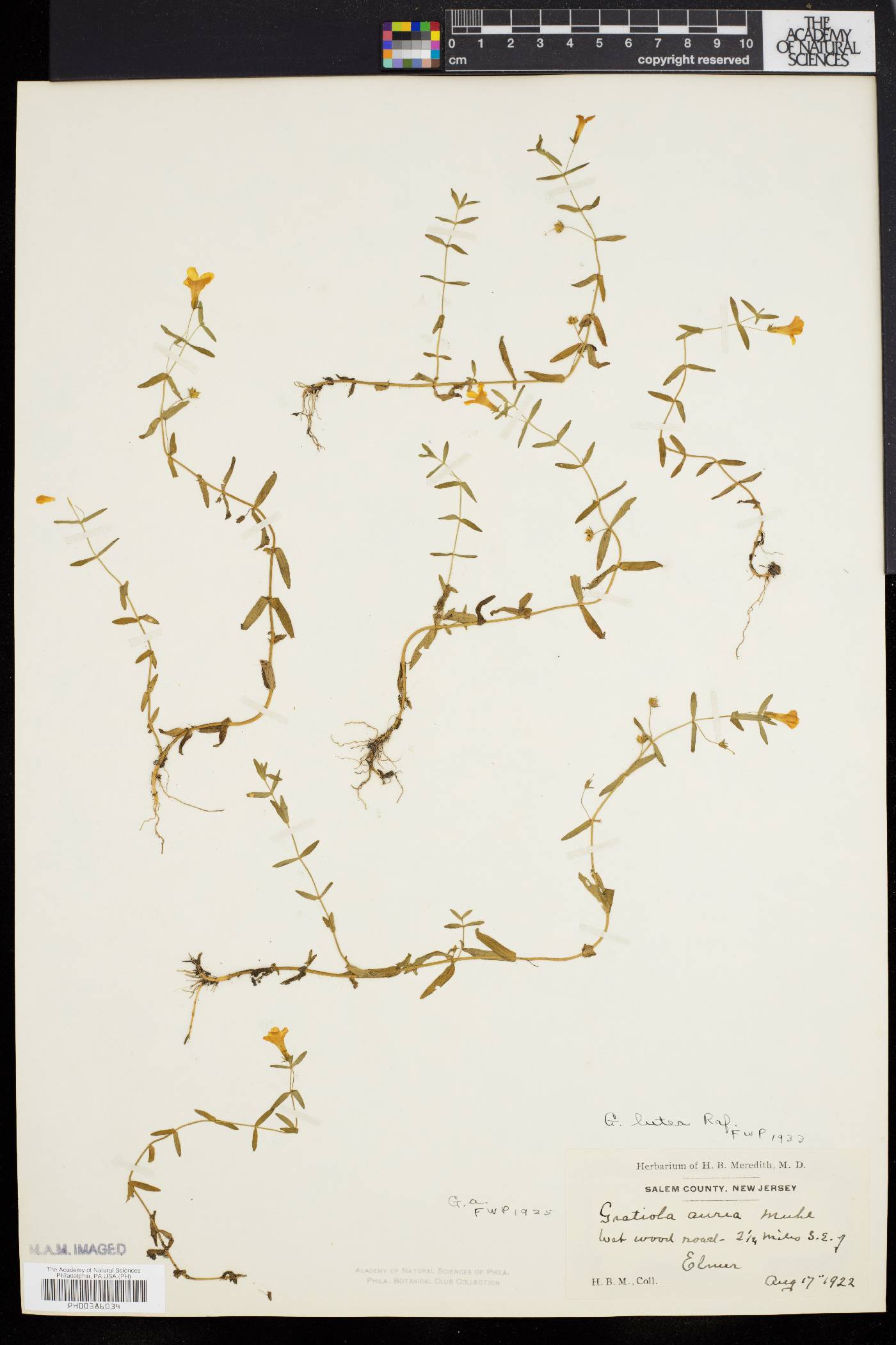 Gratiola lutea image
