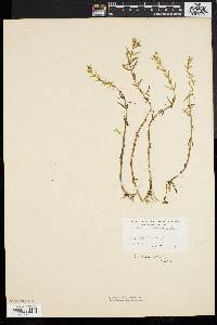 Gratiola lutea image