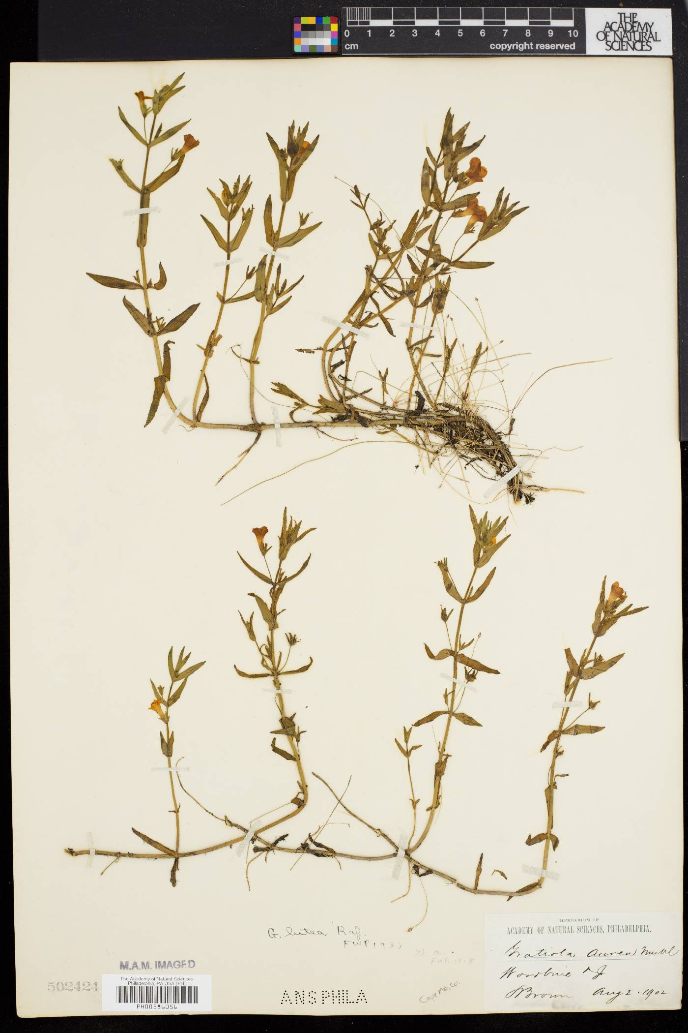 Gratiola lutea image