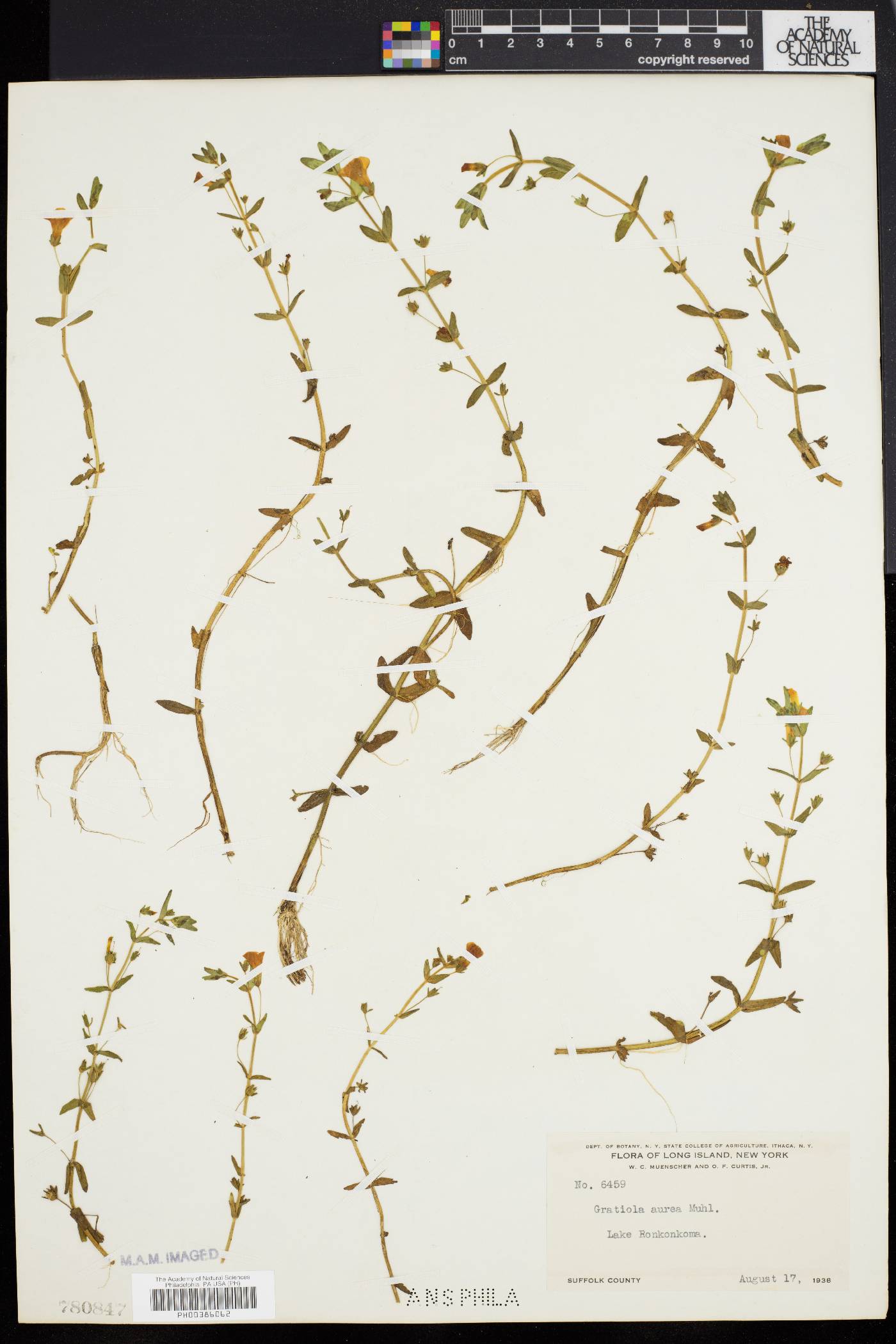 Gratiola lutea image