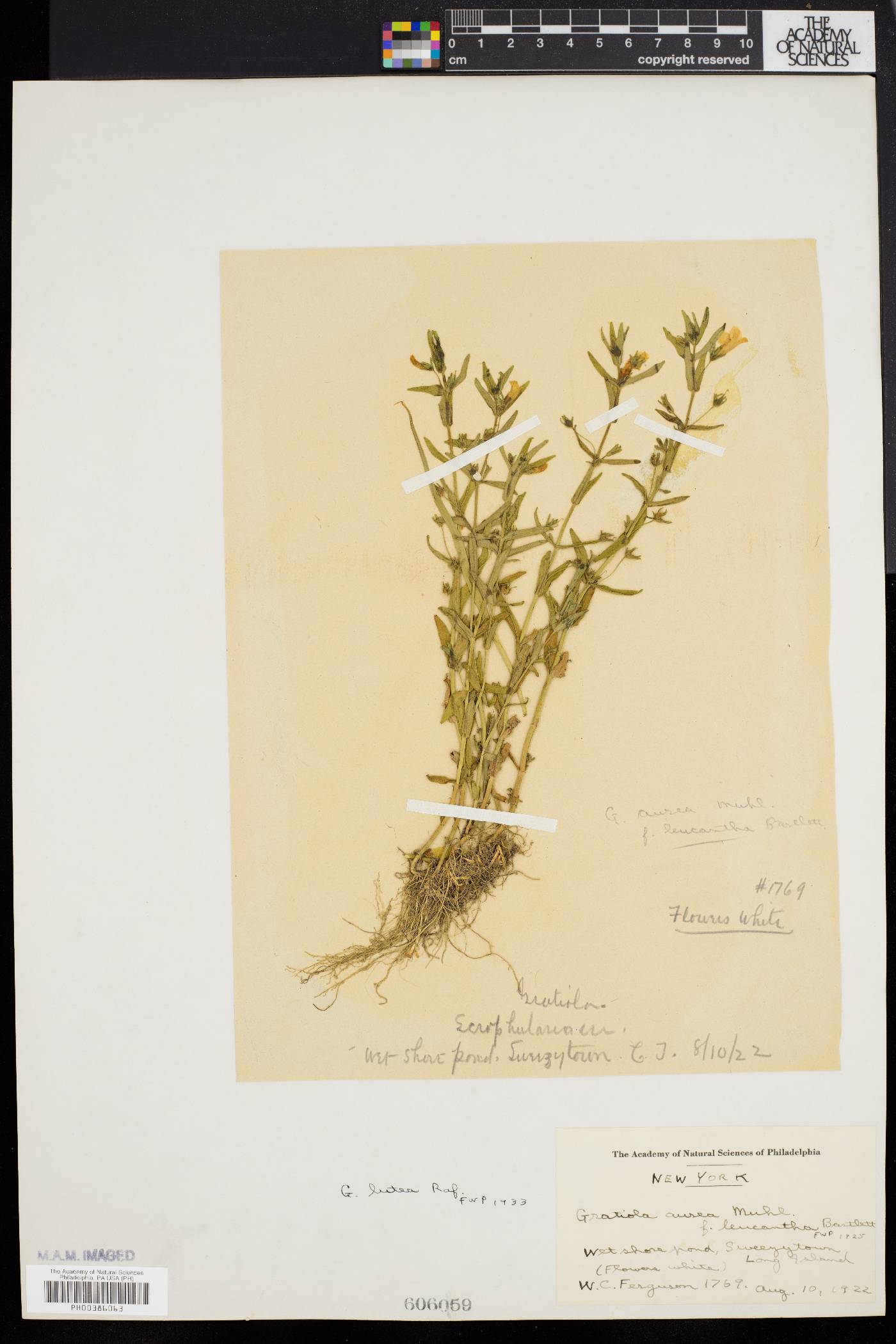 Gratiola lutea image