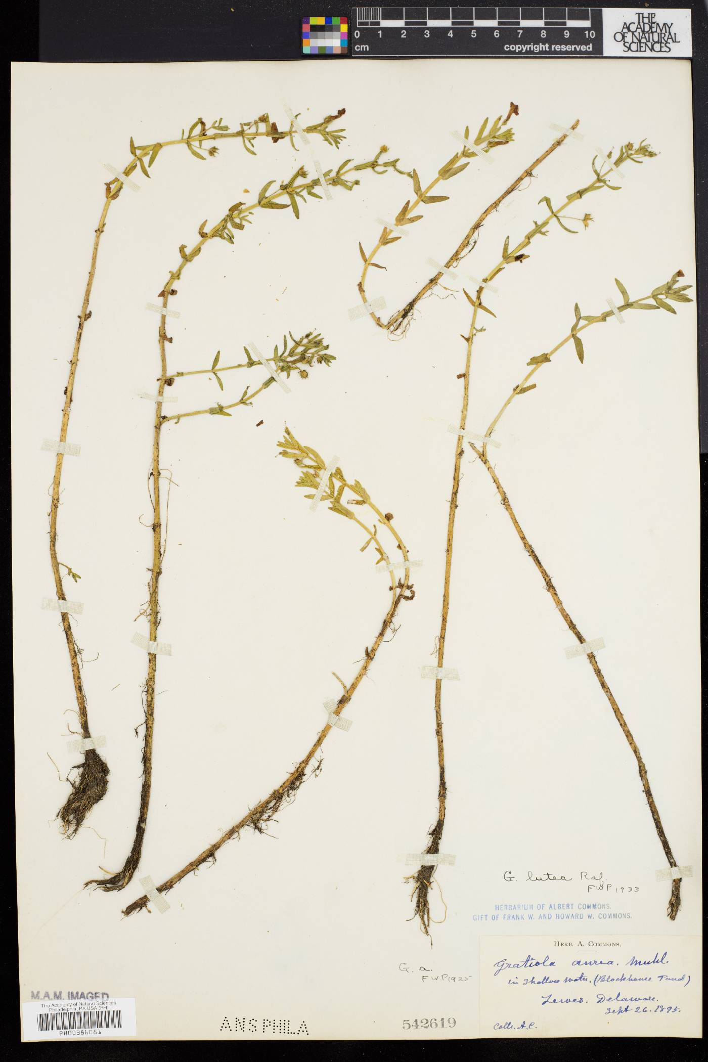 Gratiola lutea image