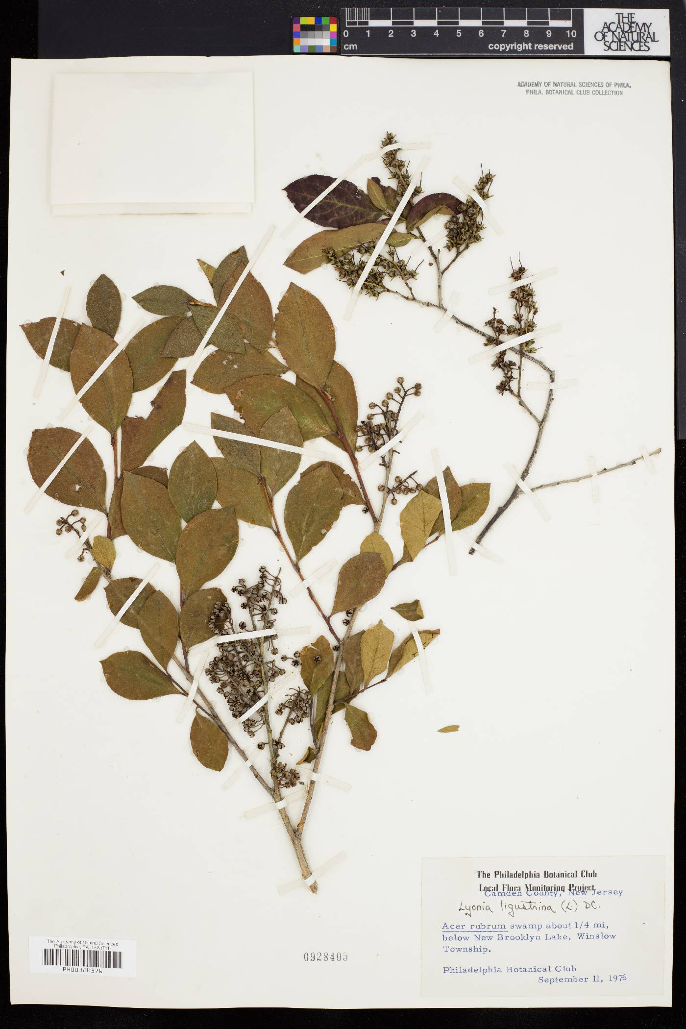 Kalmia buxifolia image