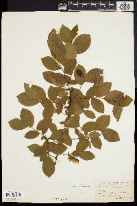 Leucothoe racemosa image