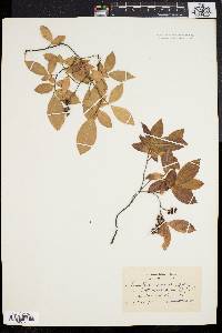 Leucothoe racemosa image